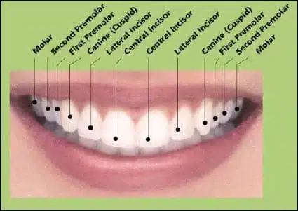 tooth names tooth names